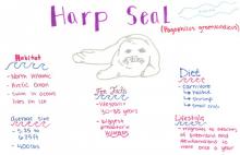 Harp seal species journal 