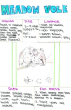 meadow vole species journal