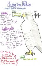 peregrine falcon species journal