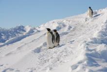 Emperor Penguins