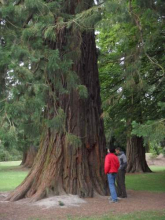 Giant Cedar Tree