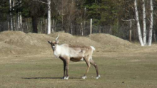 Female caribou with antlers