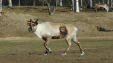 Female reindeer