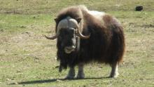 Bull Musk Ox at the Large Animal Research Station (Fairbanks, Alaska)