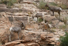 Desert Big Horn Sheep family