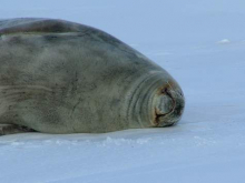 Seal looking very contented on the Ross Ice Shelf.