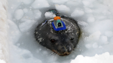 Seal sporting an underwater camera/GPS unit.