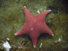 Sea star