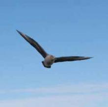 Antarctic Skua.