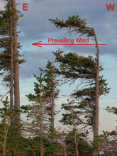 Snowy Range trees showing the effects of wind and elevation