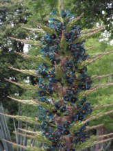 Unusually colored turquoise flower