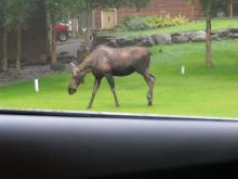 Moose in Anchorage with PolarTREC educator Lisa Seff and Dr. Robert Campbell