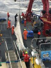 Chrissy Hernandez (to the left of the net!) works with the other members of Team Fish to pull in the mid-water trawl net