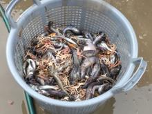 Arctic cod and brittle stars caught in the mid-water trawl net.  September 2017.  Photo by Lisa Seff.