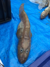 Arctic eelpout Lycodes reticulatus