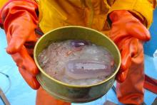 Interesting sample from the bottom of the sea.