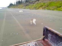 Steve's dog running down the beach