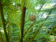 A fern frond unfurling in the Botanical Gardens of Christchurch, New Zealand.