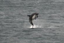 A breaching Peale's Dolphin