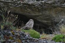 Lesser horned owl