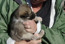 Three week old sled dog puppy.