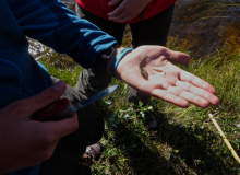 Stickleback and Parasitic Worm