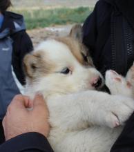 Sledge dog pup