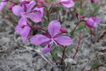 Niviarsiaq, the national flower of Greenland