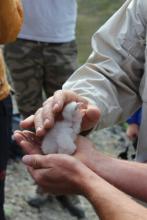 Peregrine Falcon Chick