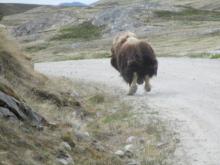 Musk Ox or Umimmak