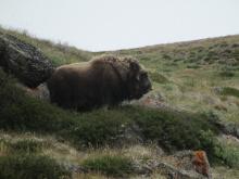 Musk Ox or Umimmak