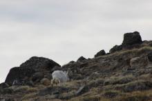 Snow hare or Ukaleq