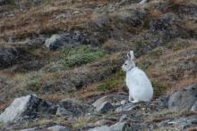 Snow hare or Ukaleq