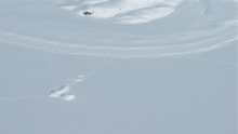 Polar Bear Tracks