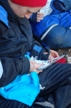 taking a blood sample from a kittiwake