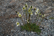 wildflowers