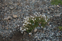 wildflowers