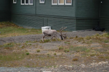 Caribou