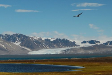 Arctic Tern