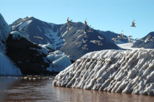 birds on iceberg