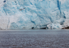 Kittiwake in front of glacier