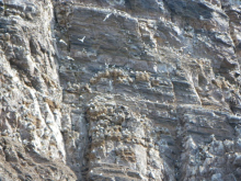 Kittiwake rookery