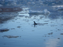 Black Guillemot