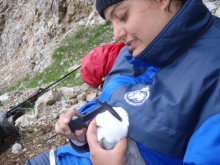 measuring the birds