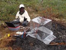 Dr. Sue Natali (University of Florida) uses the flux chamber at a burn plot.