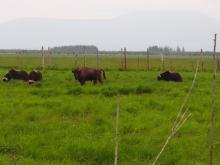 Musk oxen and a bison at Pleistocene Park.