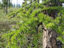 The green needles of larch trees turn brownish-orange and fall to the ground.