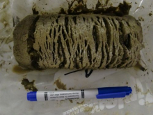 Melted permafrost soil core