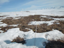 Snow depth transect