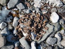 Arctic Squirrel Scat